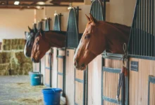 Horse boarding facility with horses in stalls