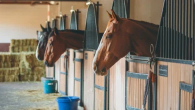 Horse boarding facility with horses in stalls