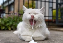 White cat vomiting white foam due to digestive issues