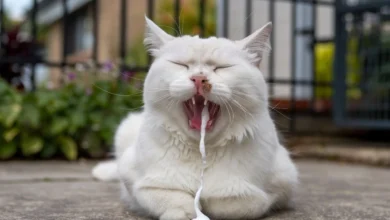 White cat vomiting white foam due to digestive issues