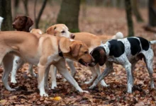 A group of hunting dogs standing alert in the wild, ready for the hunt.