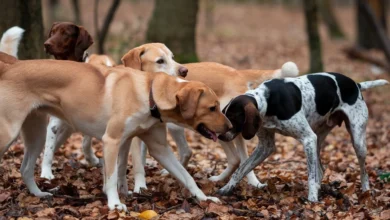 A group of hunting dogs standing alert in the wild, ready for the hunt.