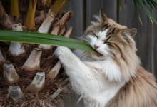 Cat chewing on palm plant leaves