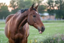 Horse eating a small piece of meat showing unusual behavior