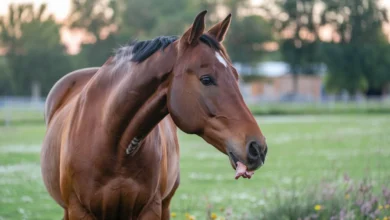 Horse eating a small piece of meat showing unusual behavior