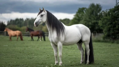 Horse standing in a field during golden hour