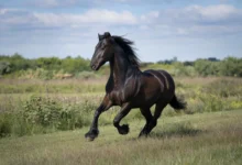 Black horse with flowing mane in the wild