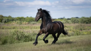 Black horse with flowing mane in the wild