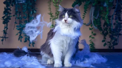 Cat with matted fur shedding excessively