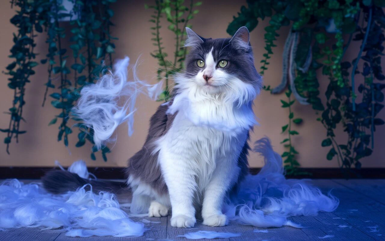 Cat with matted fur shedding excessively