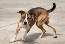 A dog spinning in circles and acting unusual in a backyard.