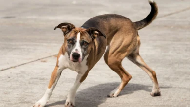 A dog spinning in circles and acting unusual in a backyard.