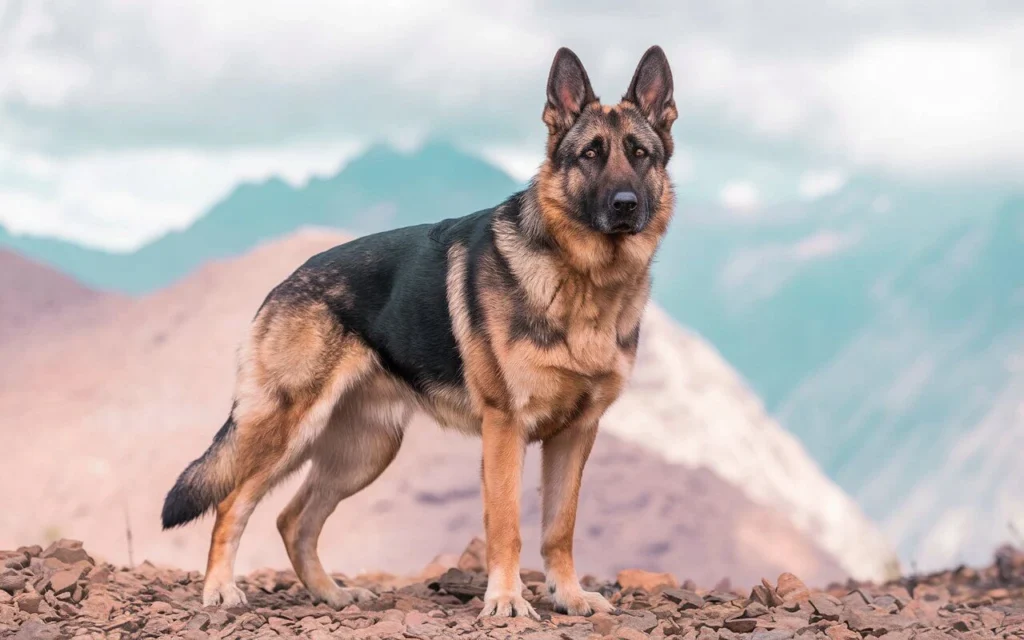 German Shepherd standing alert on guard duty, ears up and eyes sharp