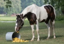 A horse eating a banana from a bucket, enjoying a healthy treat in a stable setting.