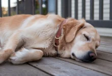 A golden retriever lying peacefully on the floor and breathing fast.