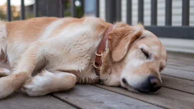 A golden retriever lying peacefully on the floor and breathing fast.