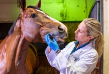 Horse showing teeth during dental inspection.