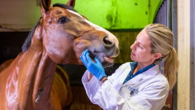 Horse showing teeth during dental inspection.